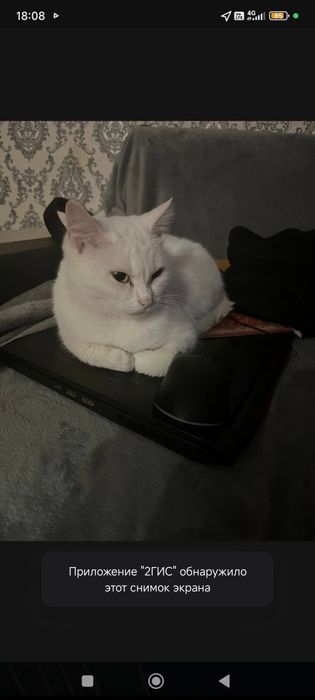 Пропала кошка помогите найти!