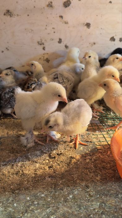 Yirik Brama jo‘jalari sotiladi (toza zot)