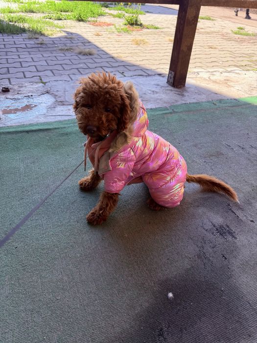 Poodle mini toy fetita