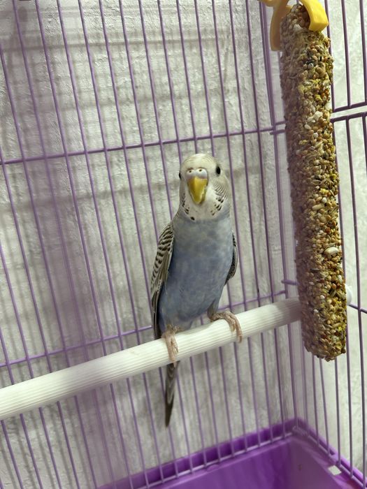 Продам волнистого попугая