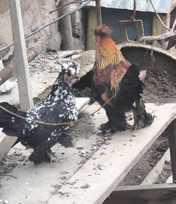 Продам Японского Петушка