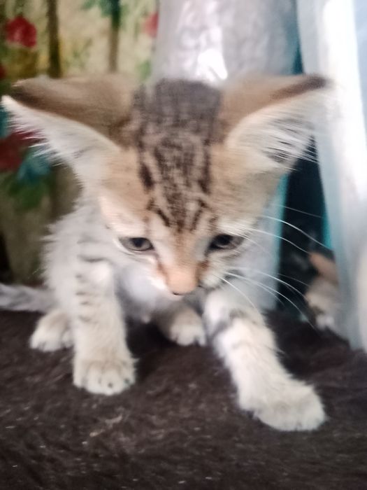 Котята кушают сами очень красивые