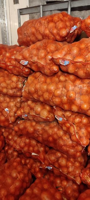 Лук отборный в пути  вСКО