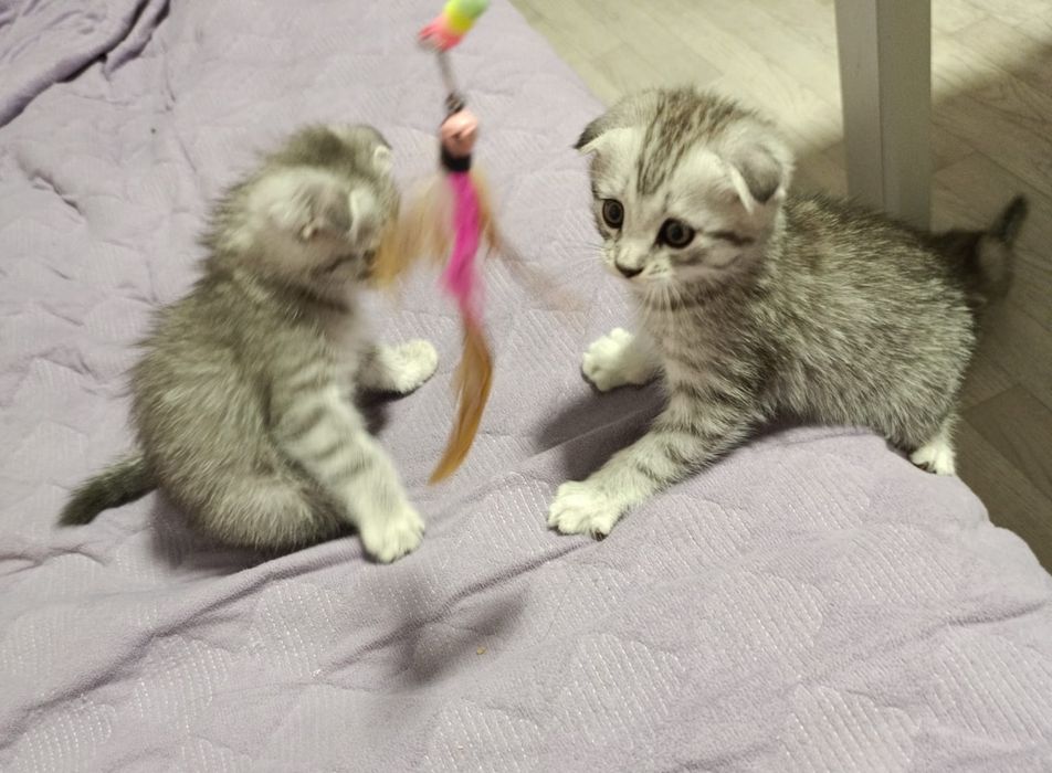Вислоухие котята шотландцы