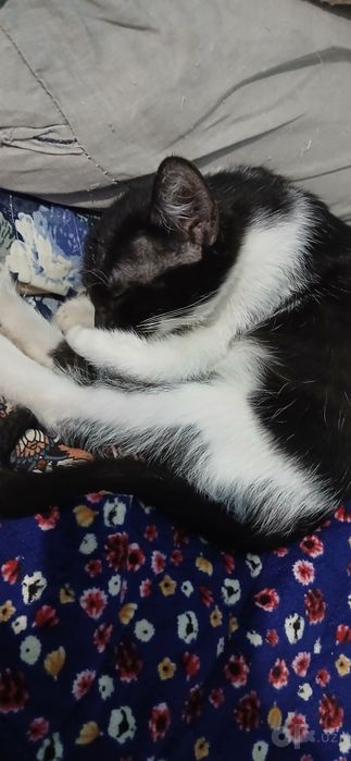 Котёнок в хорошие руки