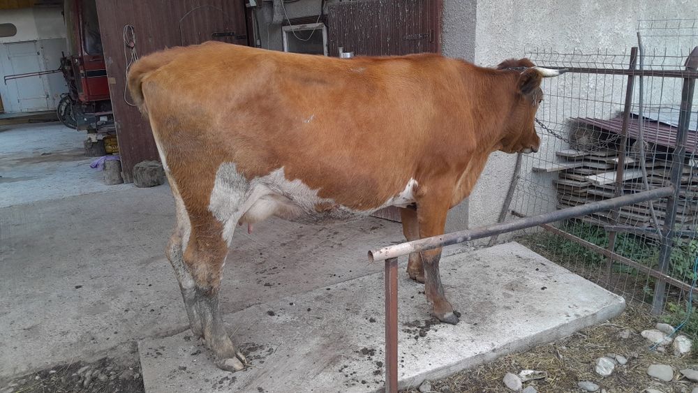 Vând vaca baltata românească