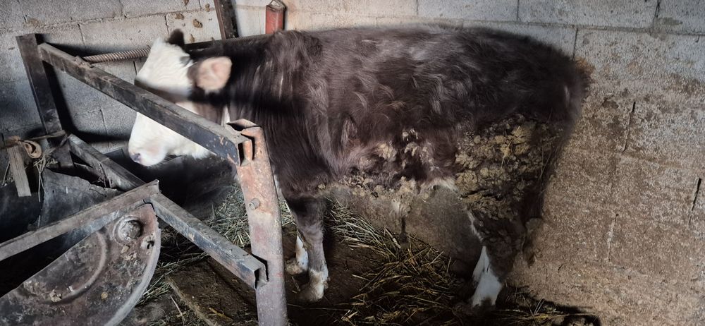 Бычок на откорме стоит