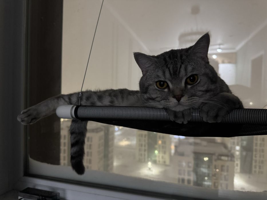 Кот ищет кошечку для вязки