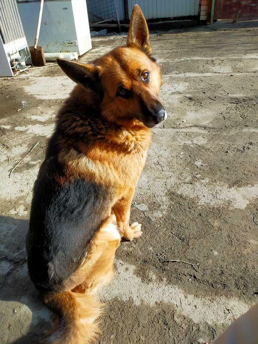 Щенки немецкой овчарки