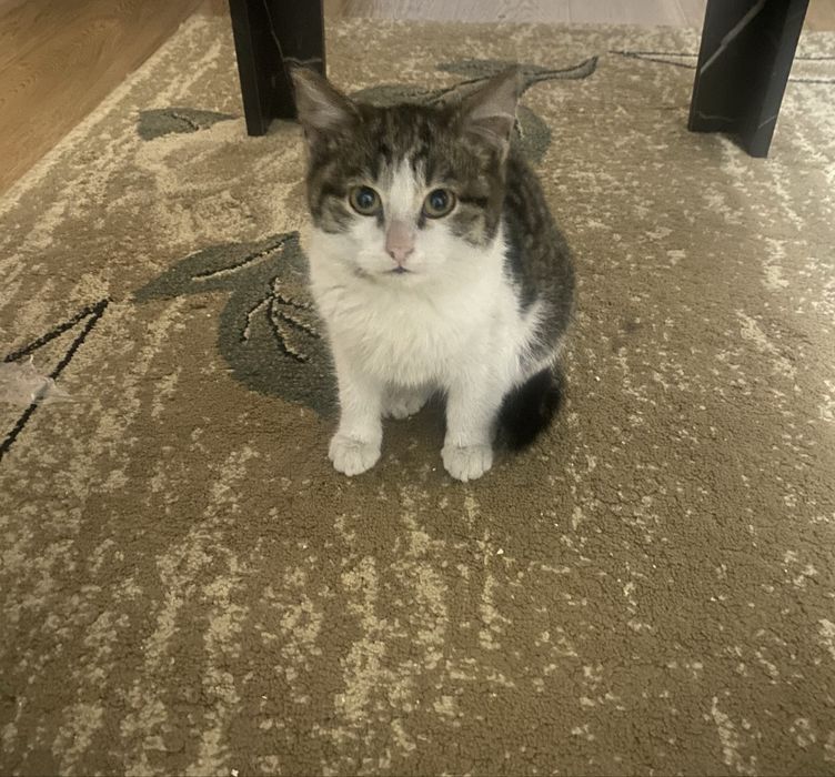 Отдам в хорошие руки