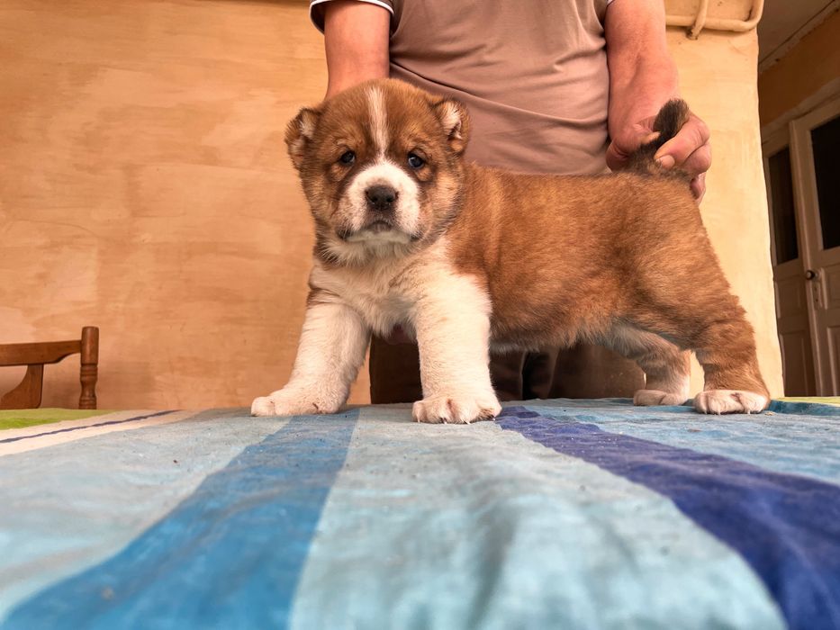 Щенок Алабая ( чистокровный )