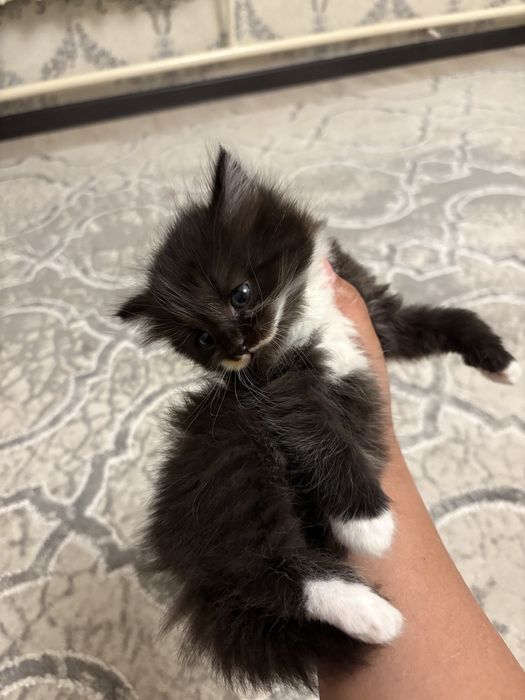 Шотландские  котята