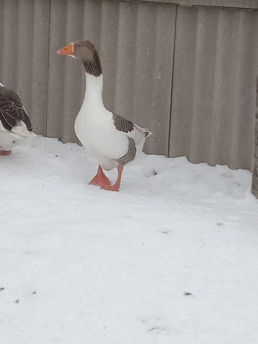 Продам гусака домашнего