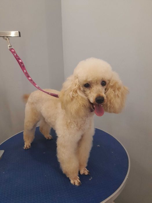 Coafor căței , grooming canin.