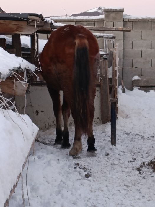 Тай, Қосшыда тұр.Тайлар.