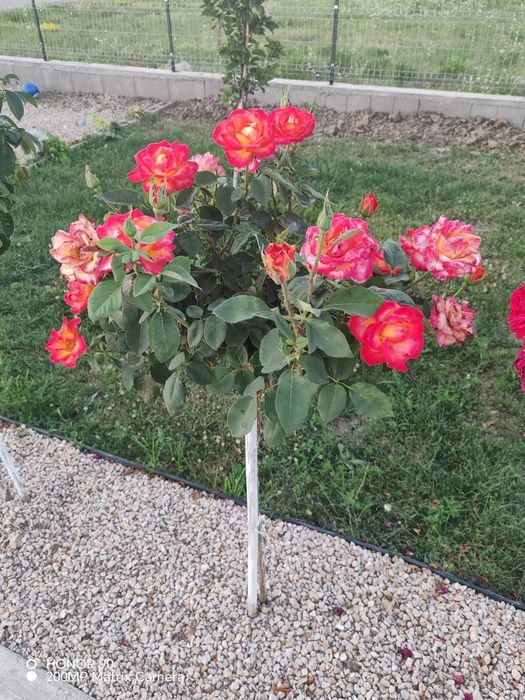 Trandafiri pomișori parfumat cu înflorire