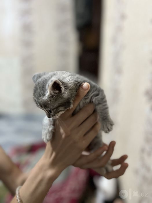 Mushu sotiladi qiziqanla telegramdan yozamiz