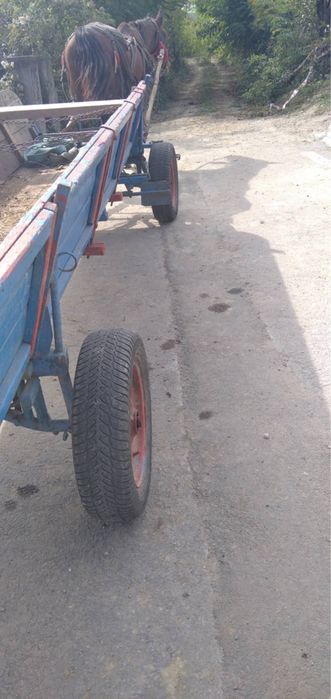 Cal cu cărută cu tot!!