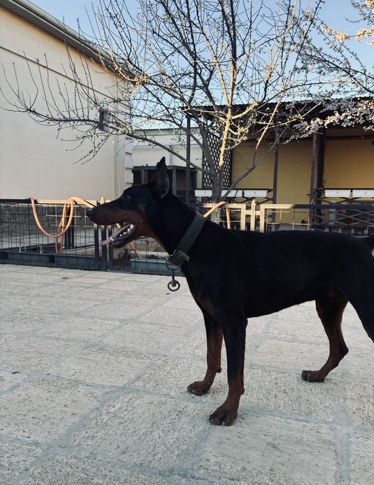 Доберман 1,5 года