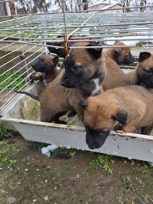 Белгийска овчарка