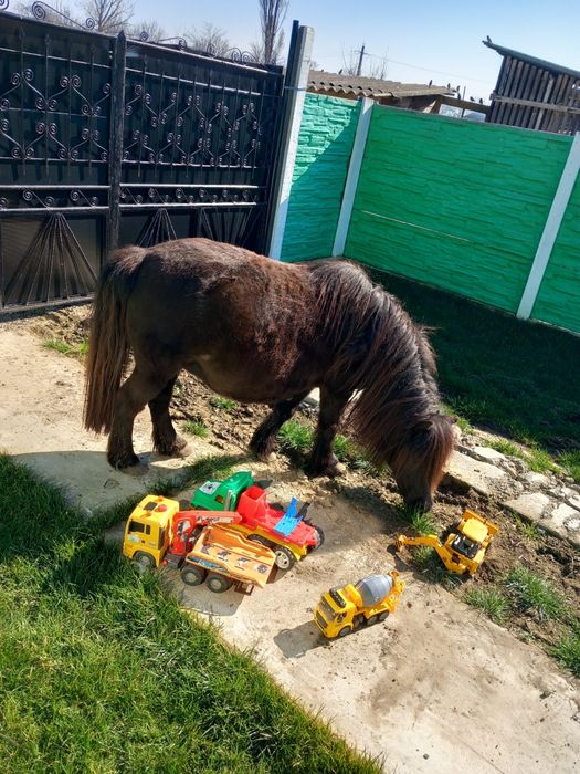 Vând poenita cu mânzut