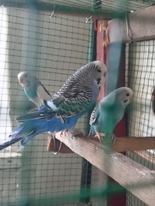 Папугайлар сатилади или обмен
