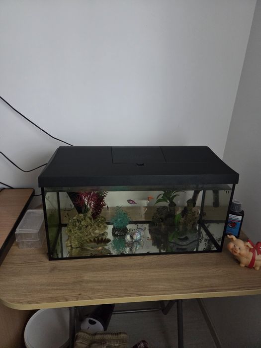 Vând acvariu 60 L cu accesorii si pești