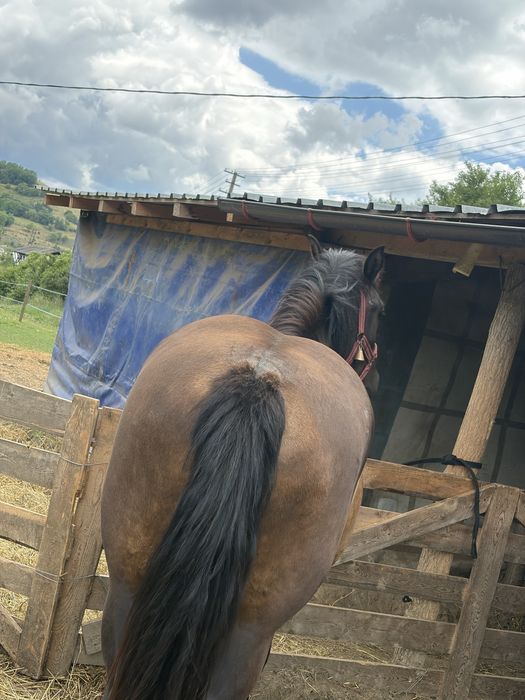 Manză de doi ani jumate