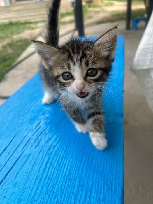 Отдаю котят в хорошие руки