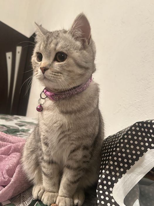 Британский шиншилла мрамор
