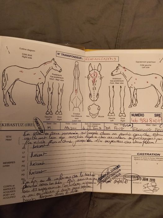 Таза қаңды байтал сатамын