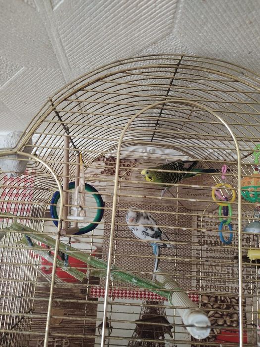 Продам попугаев ,мальчик и девочка отдам вместе с клеткой