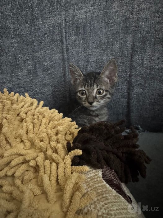 Котята маленькие домашние