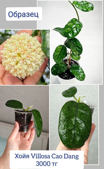 Декабрист эпипремнум комнатные цветы