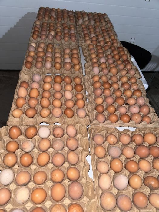 Молодки Куры несушки Ломан Браун