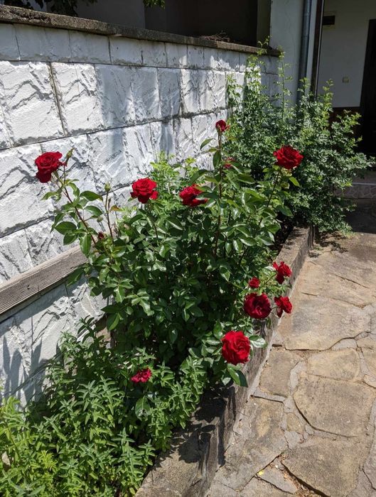 Продава се Къща в с. Каменово, Област Разград - 300 кв.м за 334 €/кв.м - Снимка #9