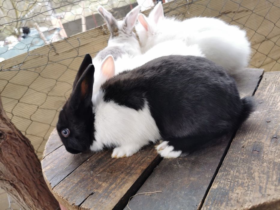 Iepurași de vânzare.