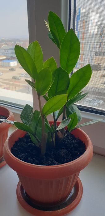 Долларовое дерево, Замиокулькас