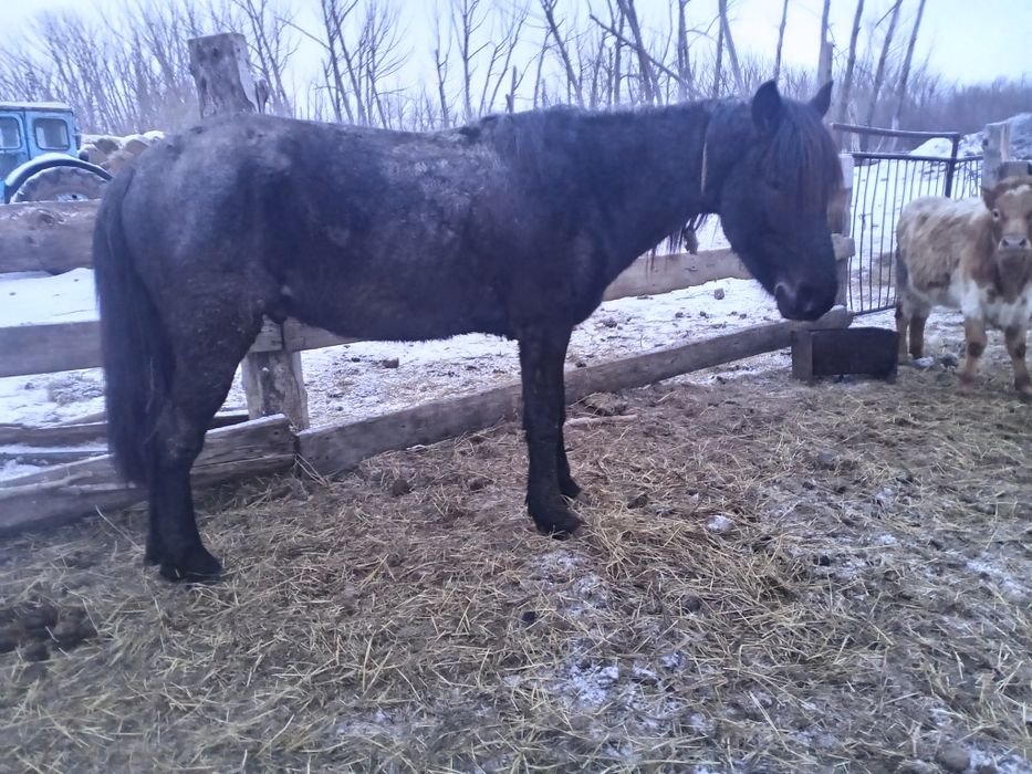 Продается лошадь