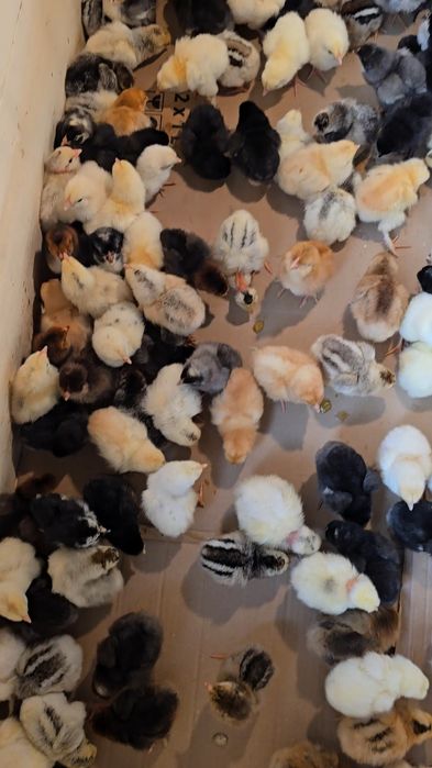 Vand pui de casa, mai multe soiuri