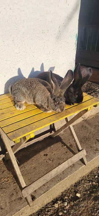 Vand 2 masculi Uriași German