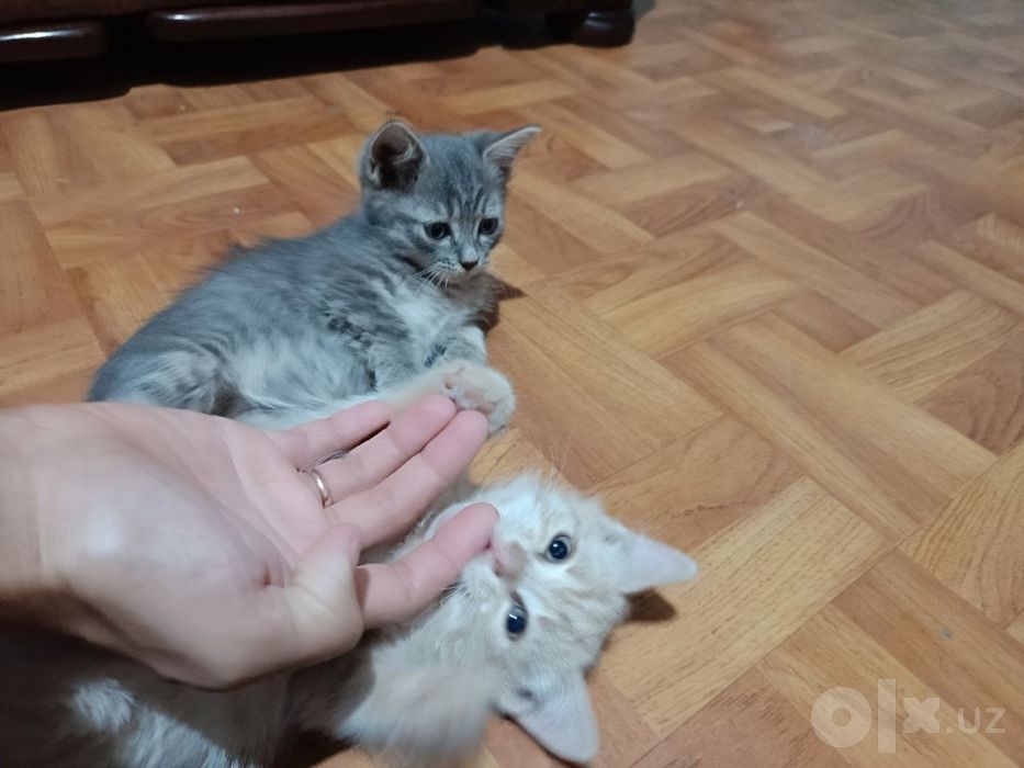 Отдам даром кошечек