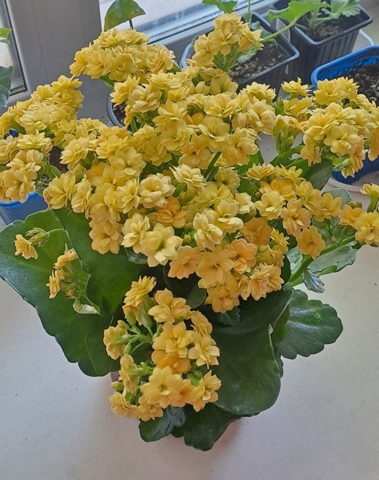 Комнатные цветы.  Яркое каланхоэ