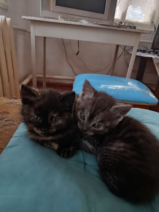 Отдам котят в добрые руки