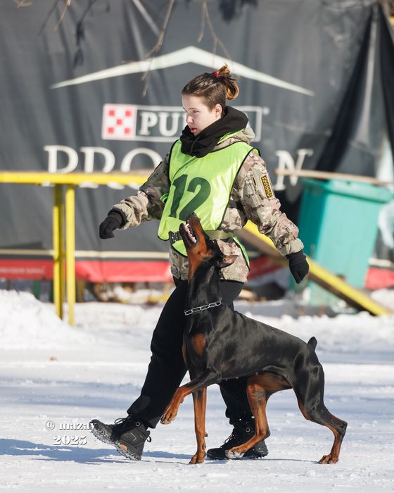 Дрессировка собак/ Кинолог
