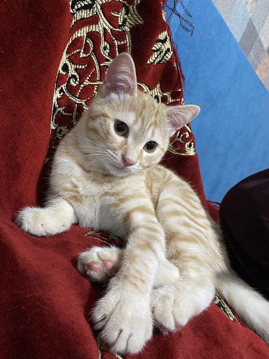 Котик, мальчик 8 месяцев