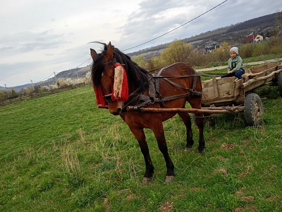 Vând Mânz de 2 ani