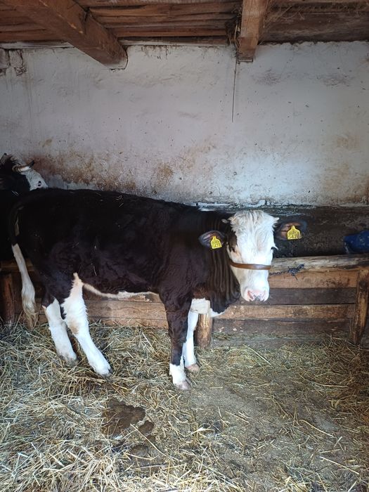 Vand vitea Baltata Romaneasca