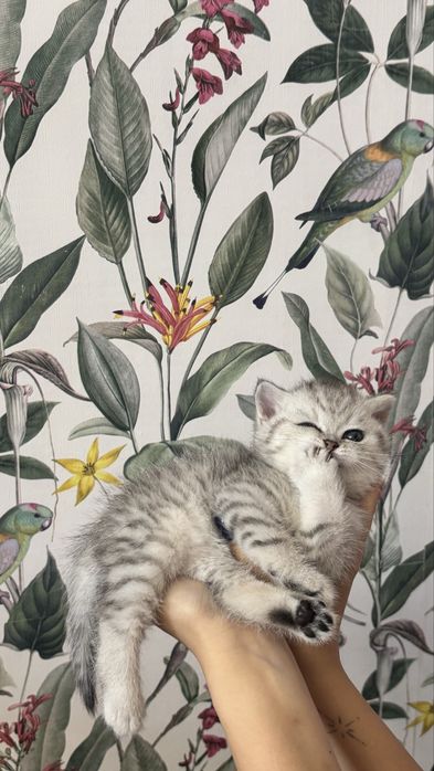 очаровательные шотландские котята
