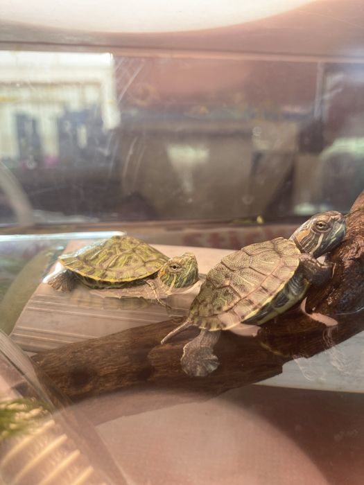 Продам красноухую черепашку